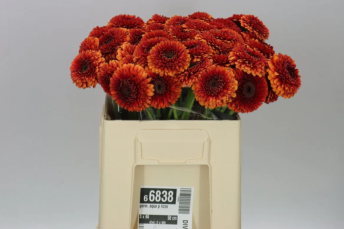 Germini Aqua P Rizzo • 50 cm