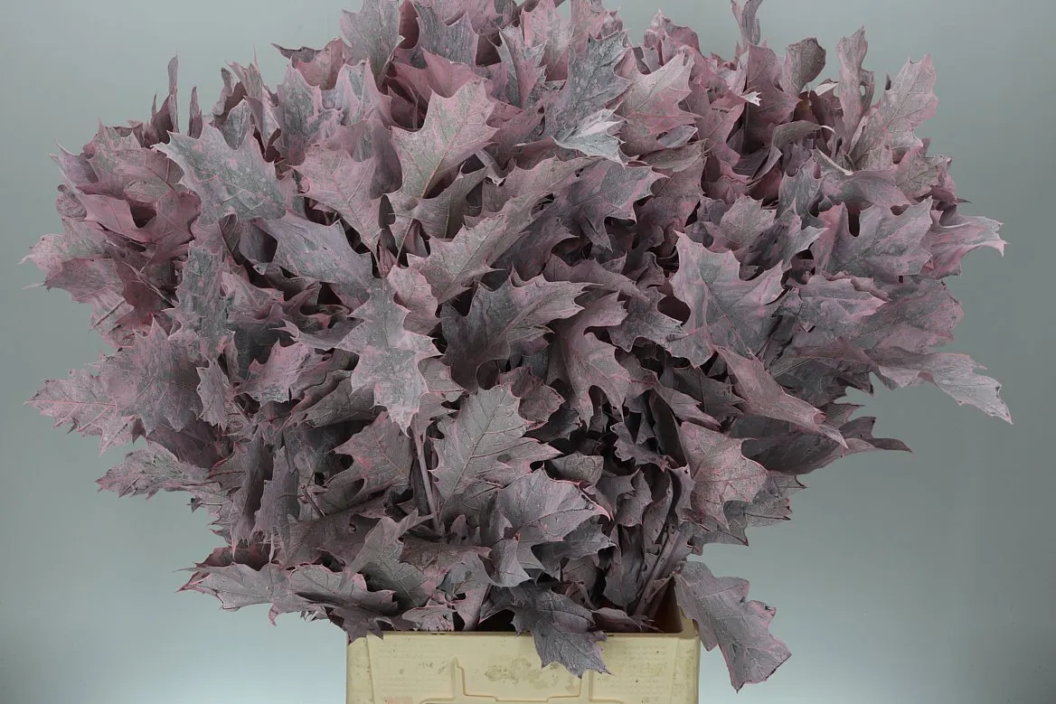 Quercus Rubra Pink 20st • 80 cm