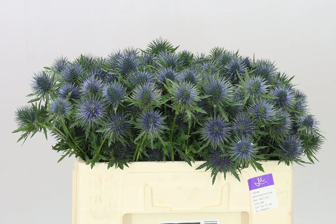 Eryngium Magnet • 50 cm