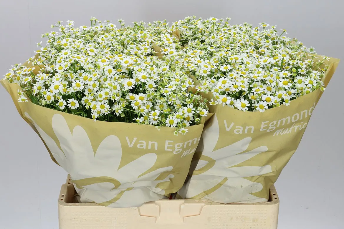 Tanacetum Cameron • 60 cm