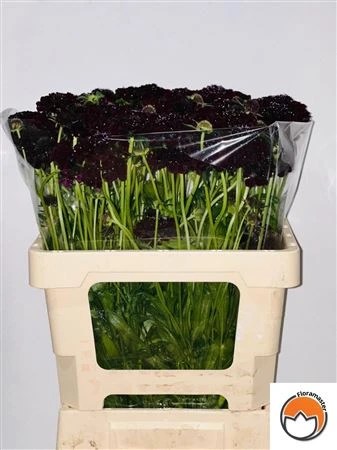 Scabiosa Atr Blackberry Scoop • 50 cm