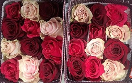 Ruža Rb Love mix, Ekvádor • 50 cm