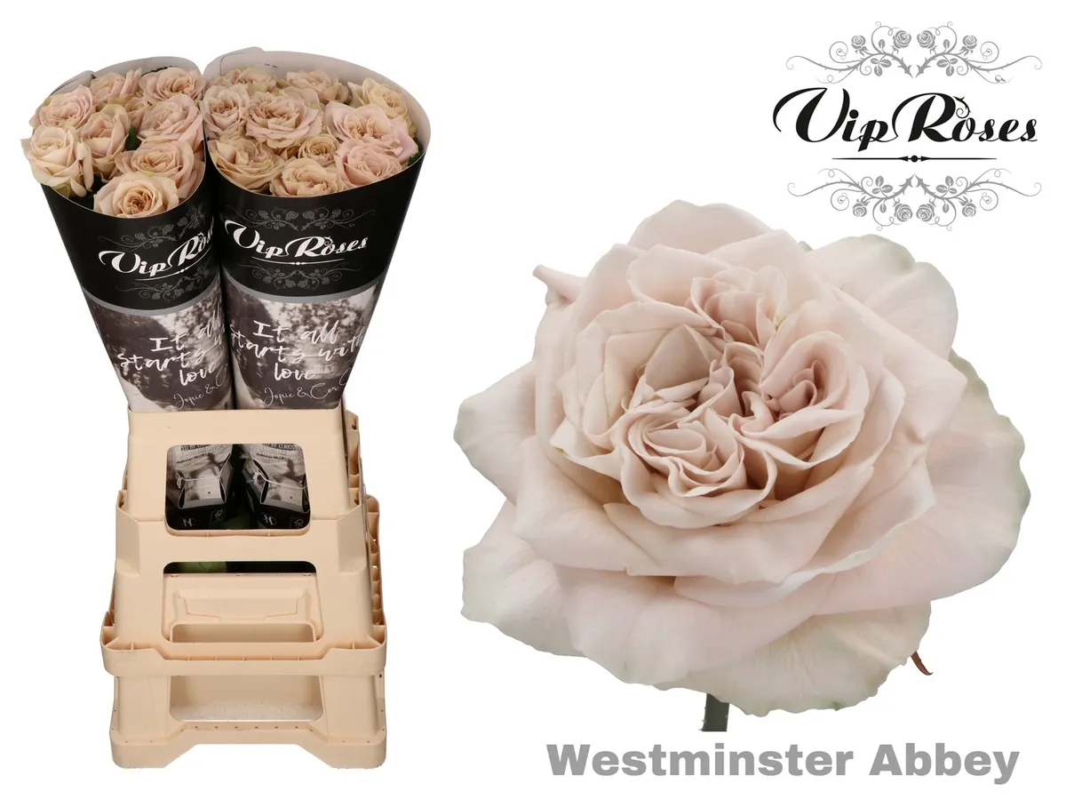 R Gr Wminster Abbey! X20 • 70 cm