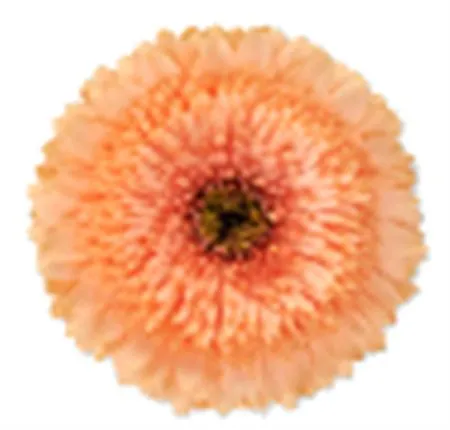 Gerb Pomp Peach Ball • 45 cm