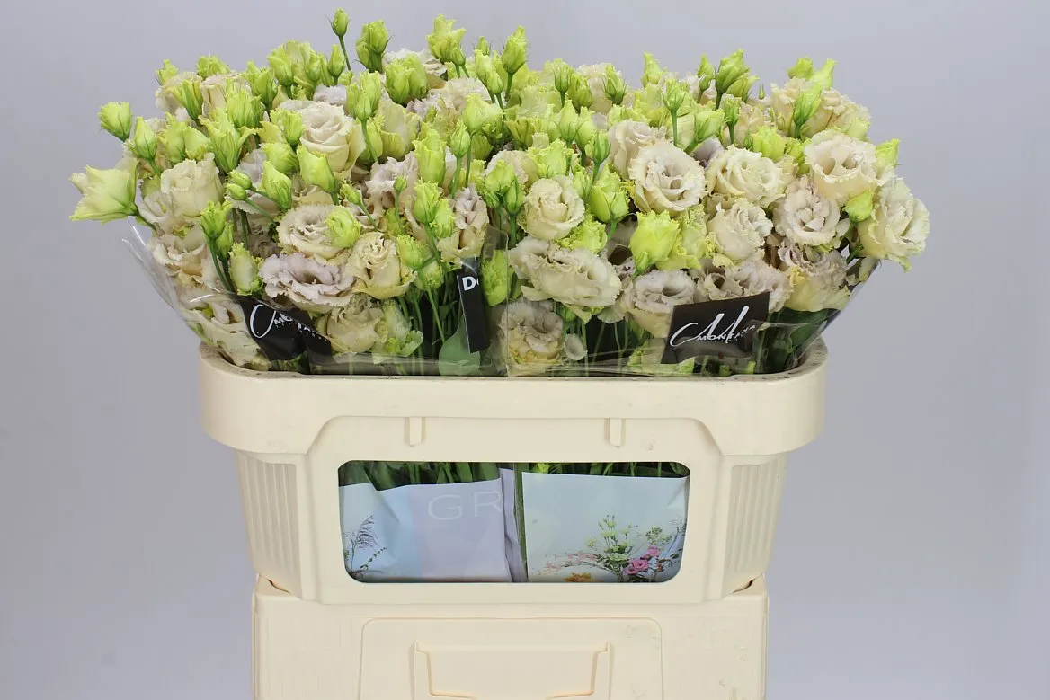 Eust Du Blue Chateau • 72 cm