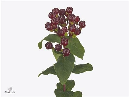 Hyperikum Magical Cherry • 60 cm
