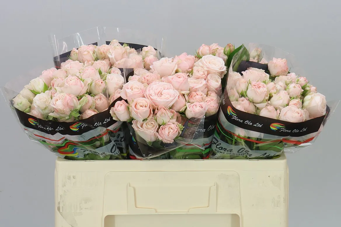Rosa Tr Bombastic 2/4 • 50 cm