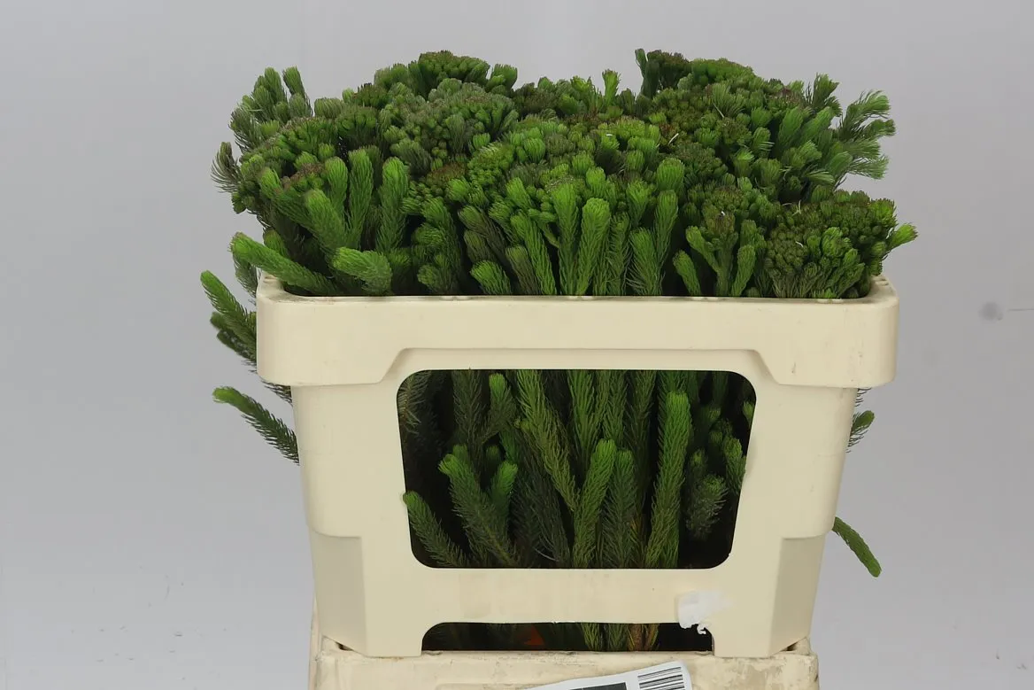 Kaaps Brunia Albigreen • 50 cm