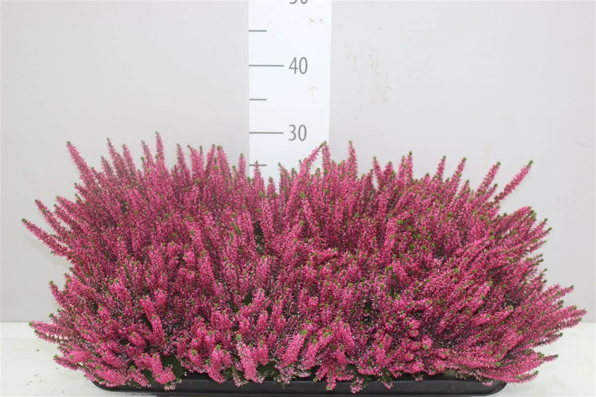 Calluna G.girls Roze • črepník 12 cm