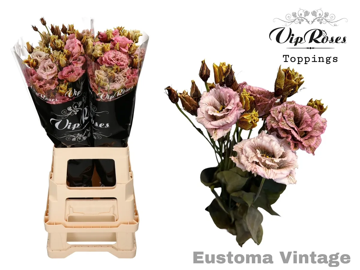 Eustóma plnokvetá Alissa Vintage • 70 cm