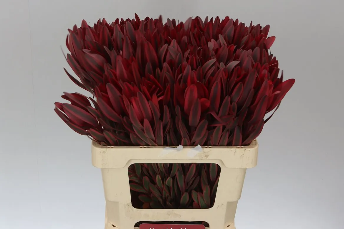 Leucadendron Jester • 60 cm