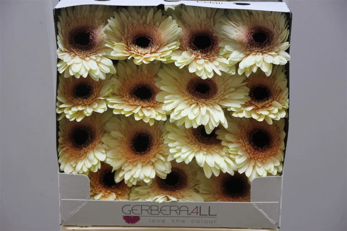 Gerbera Diamond Eclair • 55 cm