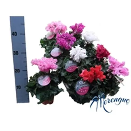 Cyclamen Merenque Mix • črepník 10 cm