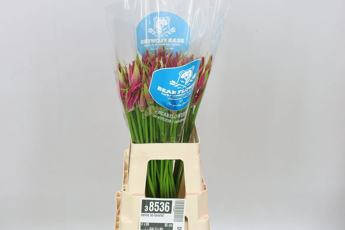 Nerine Bo Favoriet • 60 cm