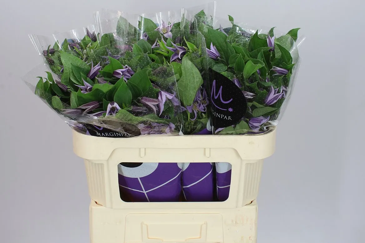 Clematis Star River • 70 cm