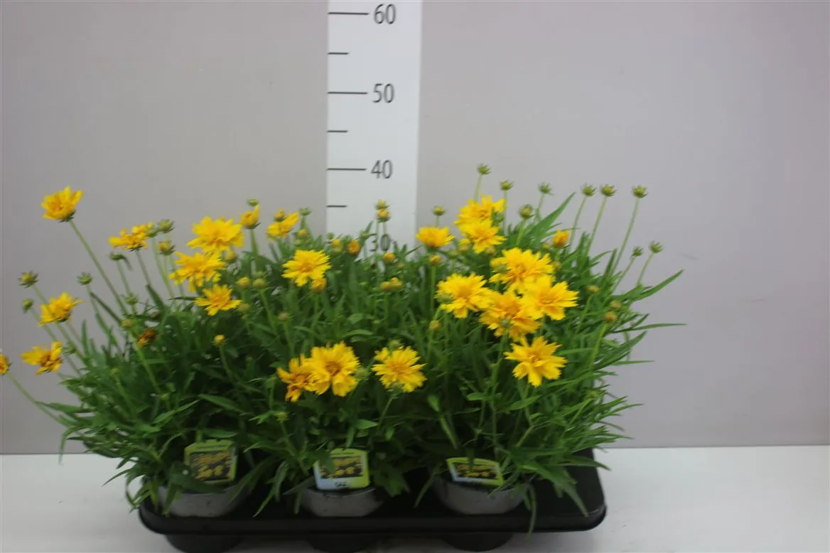 Coreopsis Presto • črepník 15 cm