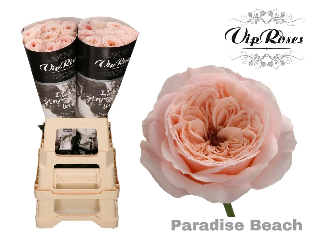 R Kl Paradise Beach X20 • 70 cm