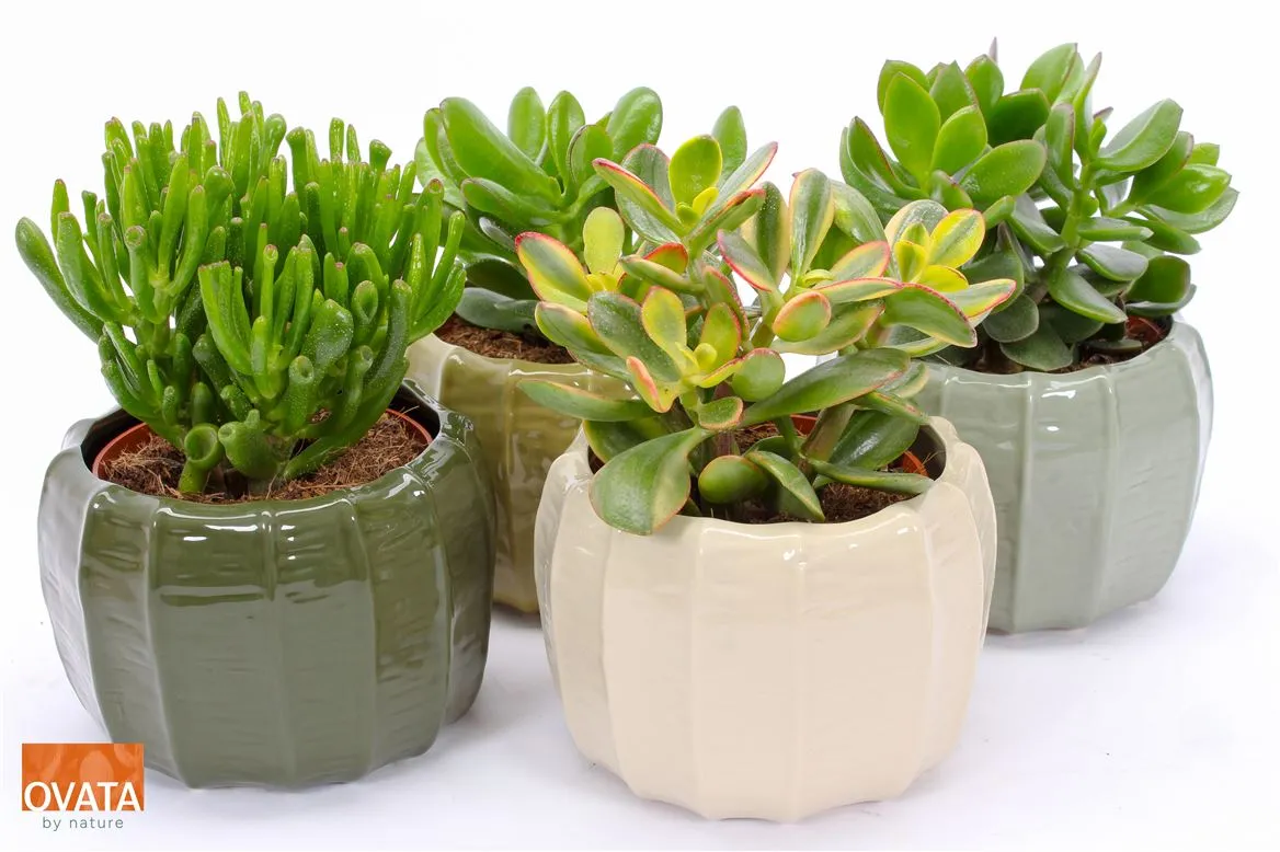 Crassula Gemengd In Copenhagen • črepník 15 cm