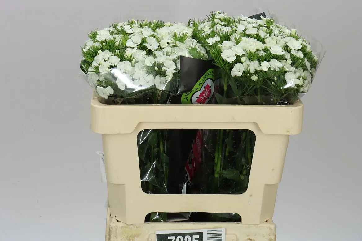Di Barb White • 60 cm