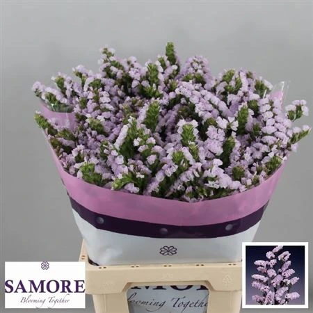 Limónium S Tessa Lavender • 60 cm