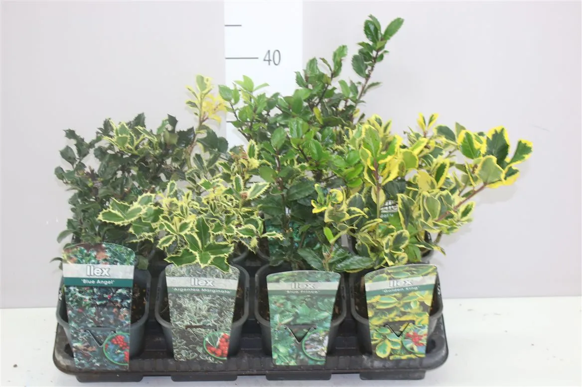 Ilex mix • črepník 14 cm