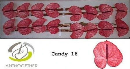 Antúrium Candy