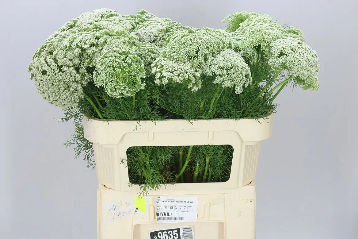Ammi Vi Casablanca • 70 cm
