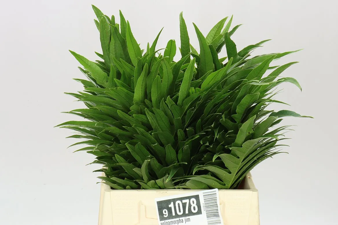 Agloamorpha Jim • 45 cm