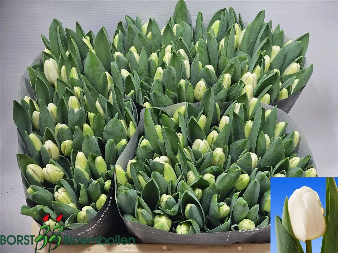 Tulipán jednoduchý Antarctica • 44 cm