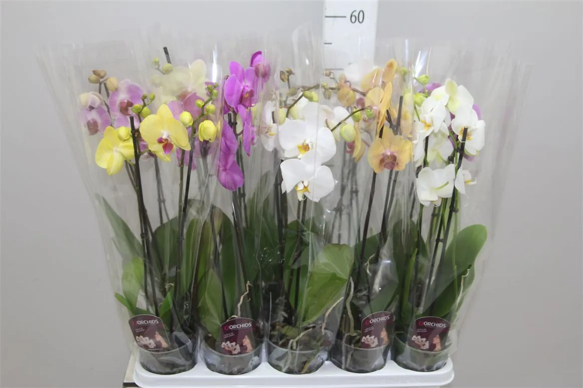 Orchidea Phalaenopsis mix 10+, 2 výhony • črepník 12 cm