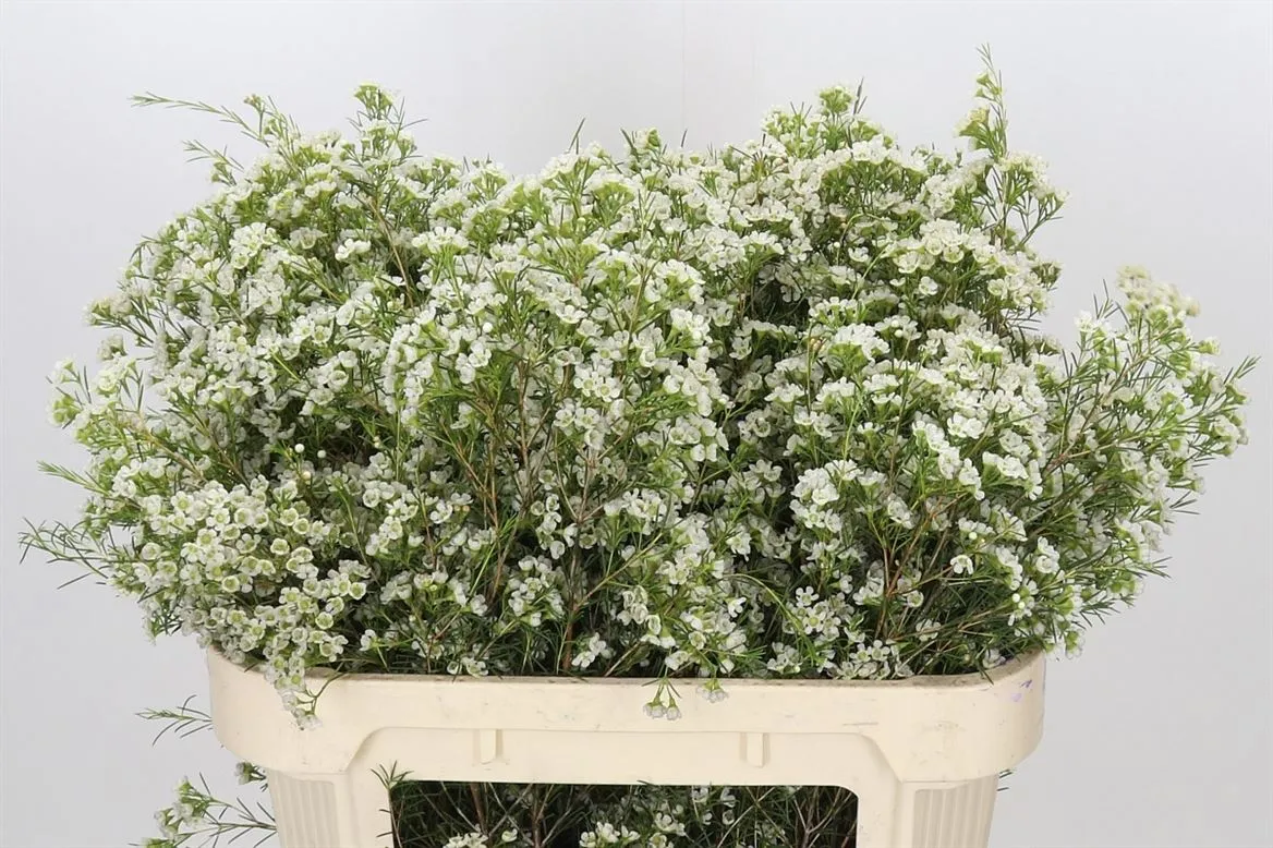 Chame Wax Blizzard • 70 cm