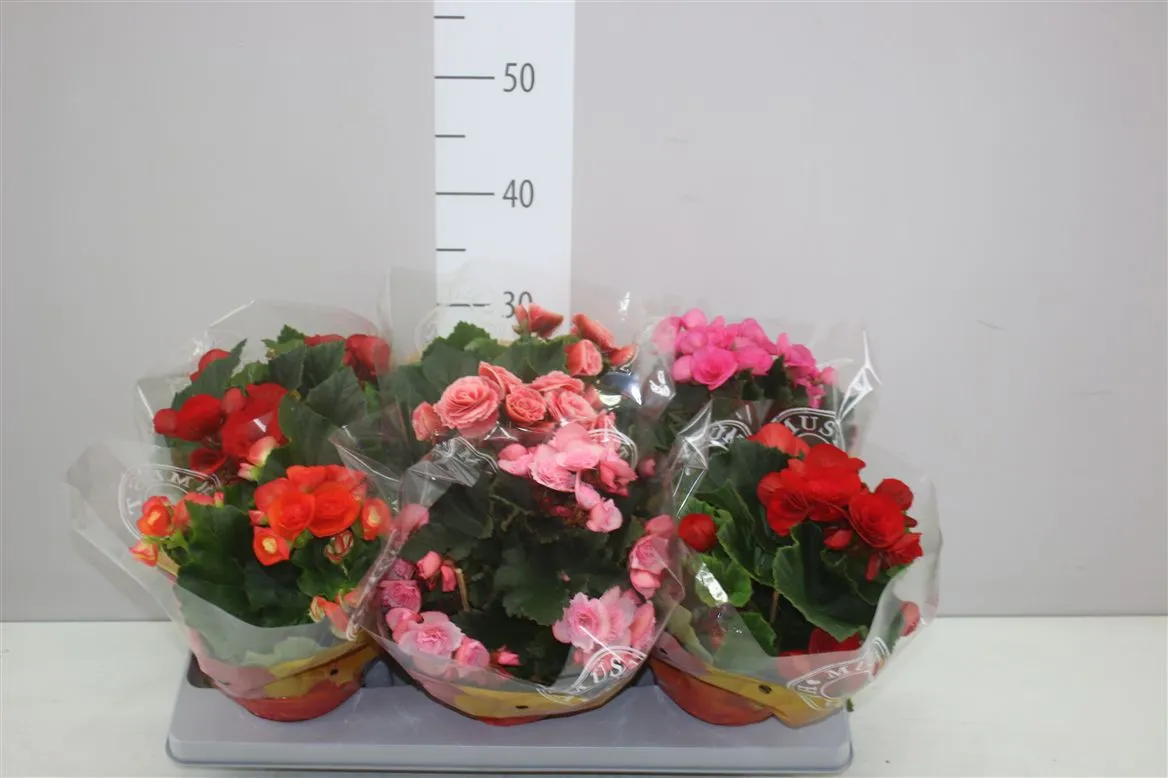 Begónia plnokvetá mix A2 • črepník 13 cm