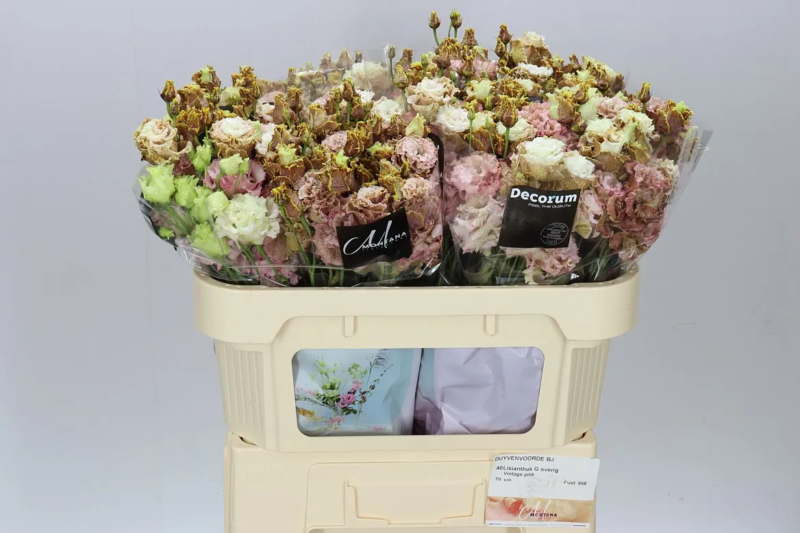 Eustóma Dy Vintage Pink • 72 cm