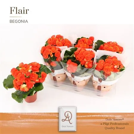 Begonia Du Oranje • črepník 14 cm