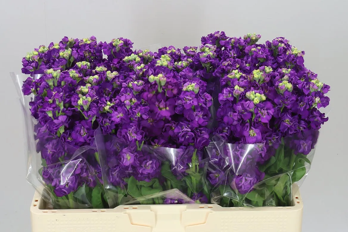 Matthiola Purple • 55 cm
