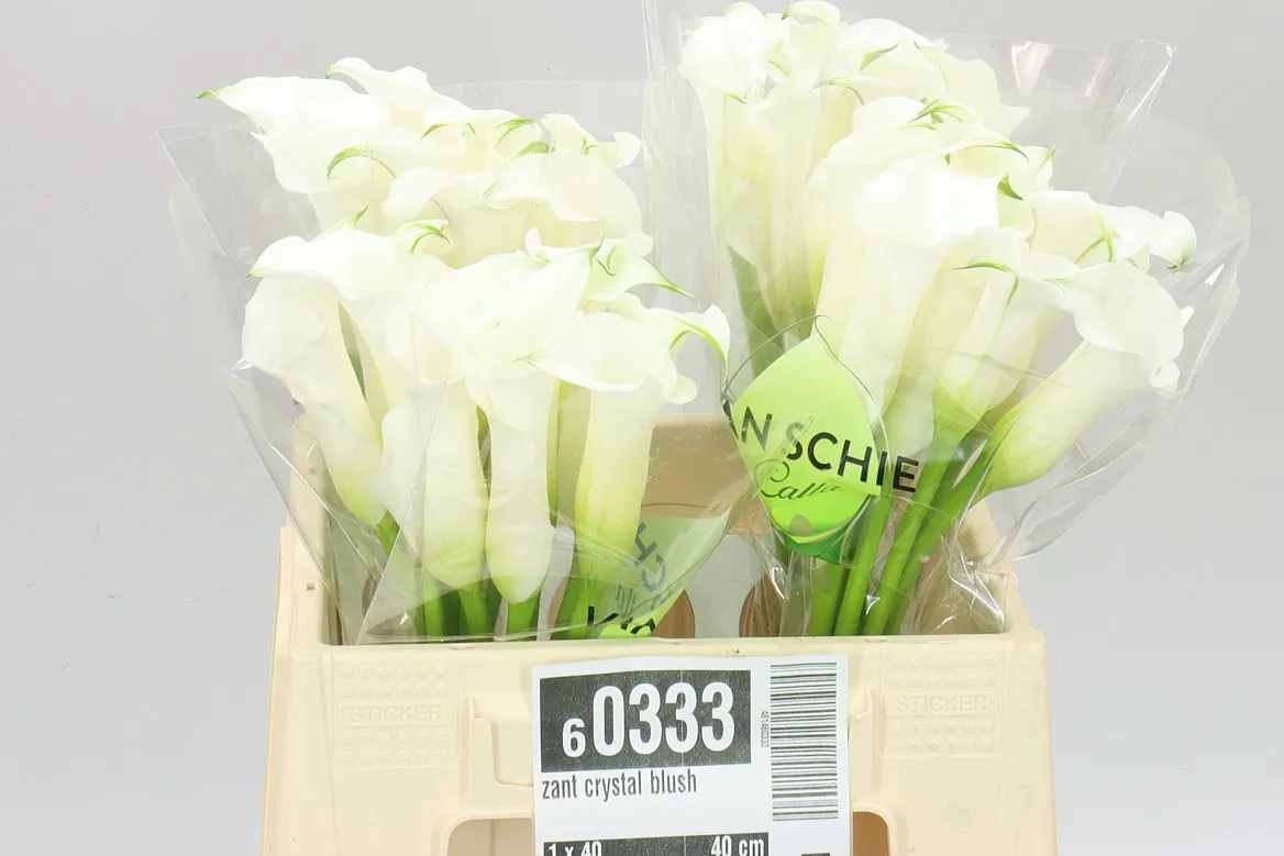 Zant Crystal Blush • 40 cm