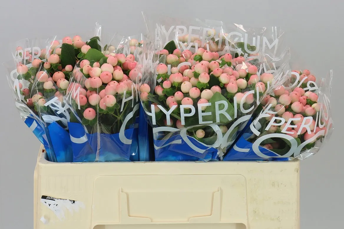 Hyperikum Coco Tiamo • 50 cm