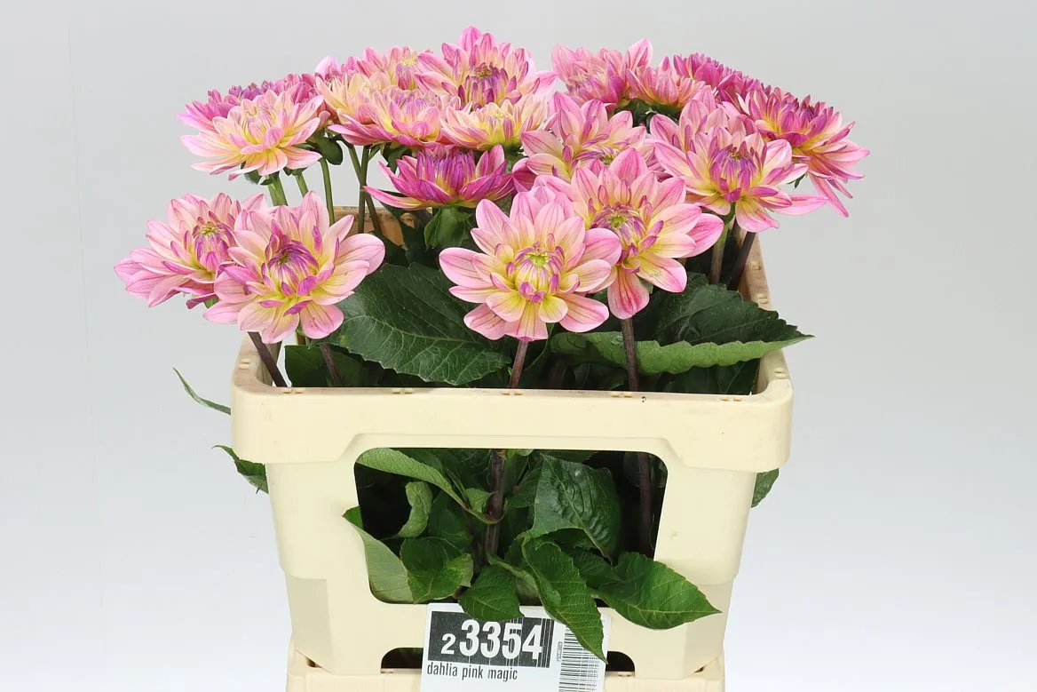 Georgína Pink Magic • 55 cm