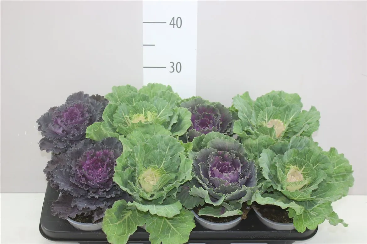 Brassica (sierkool) Gemengd • črepník 13 cm