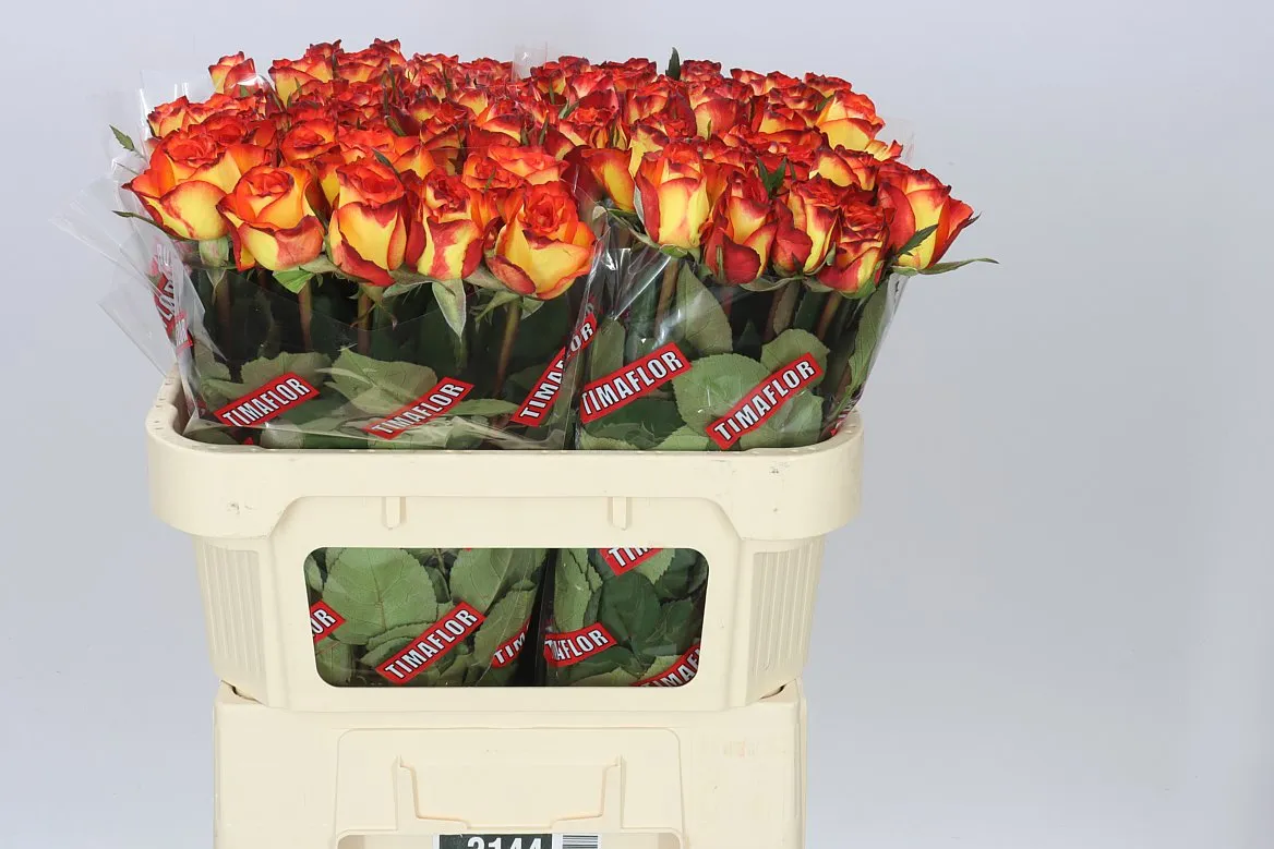 Rosa Gr High & Magic • 70 cm