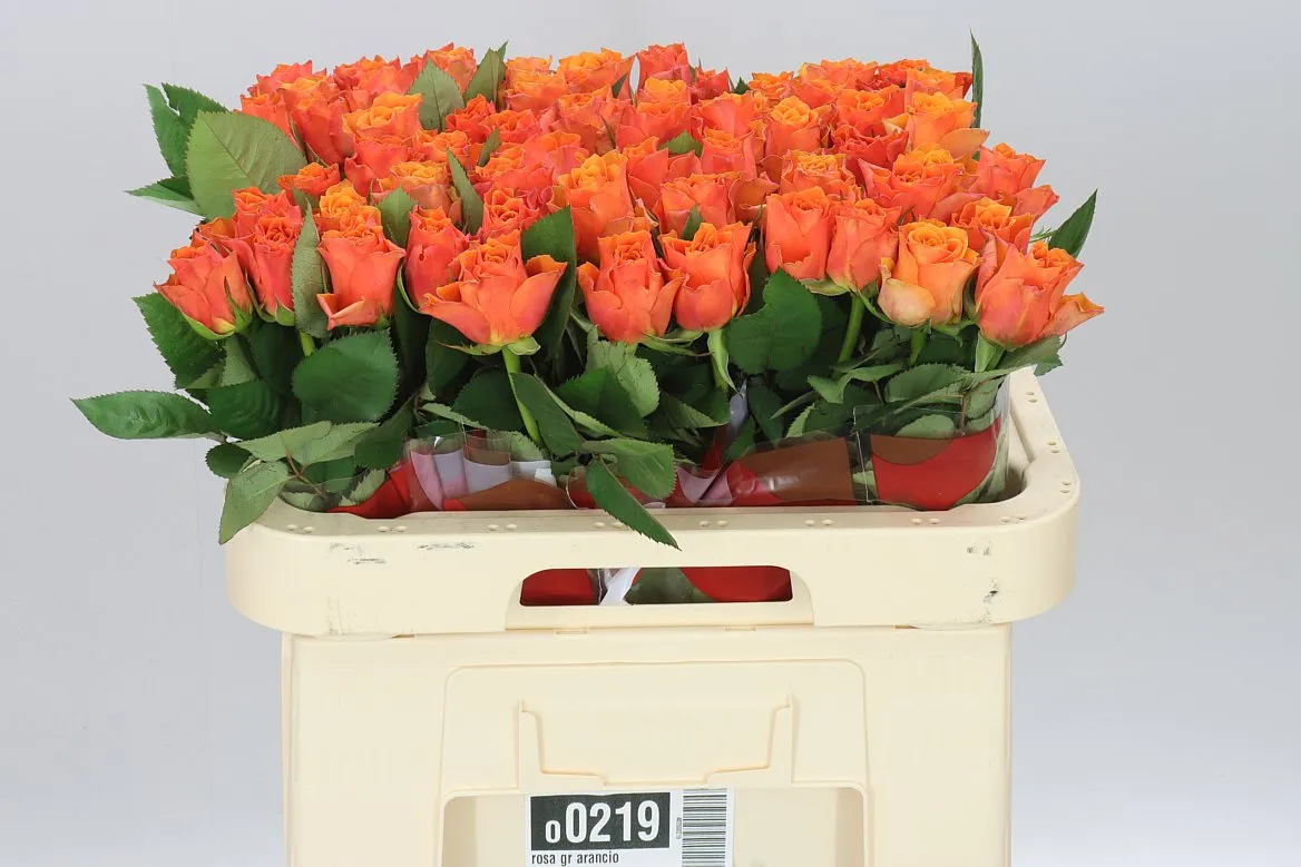 Rosa Gr Arancio • 60 cm