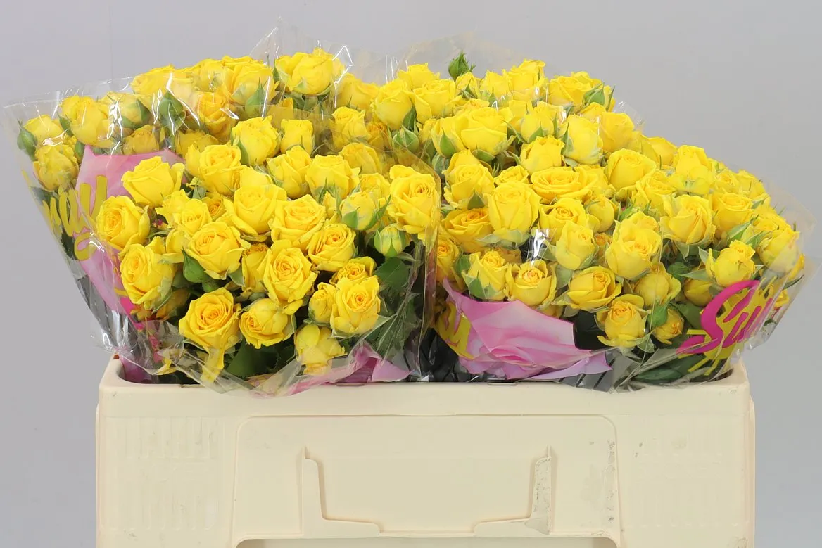 Rosa Tr Tarantella • 50 cm