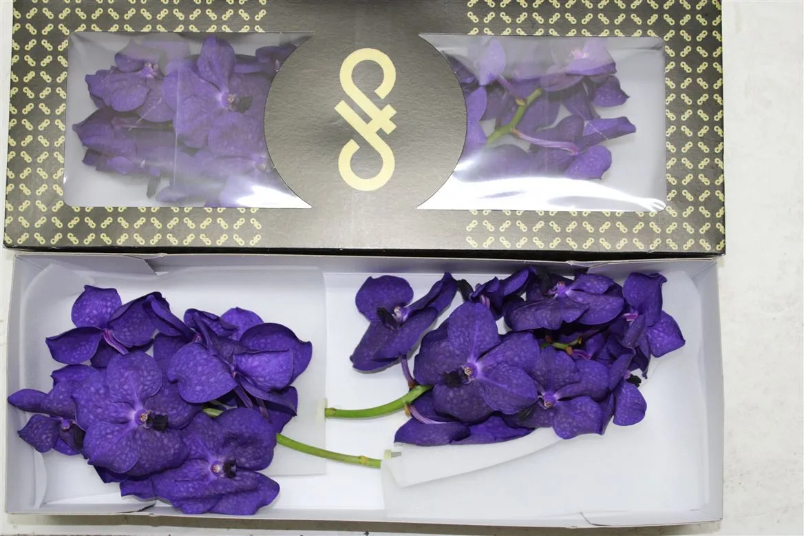 Vanda Tayan M D Blue • 25 cm