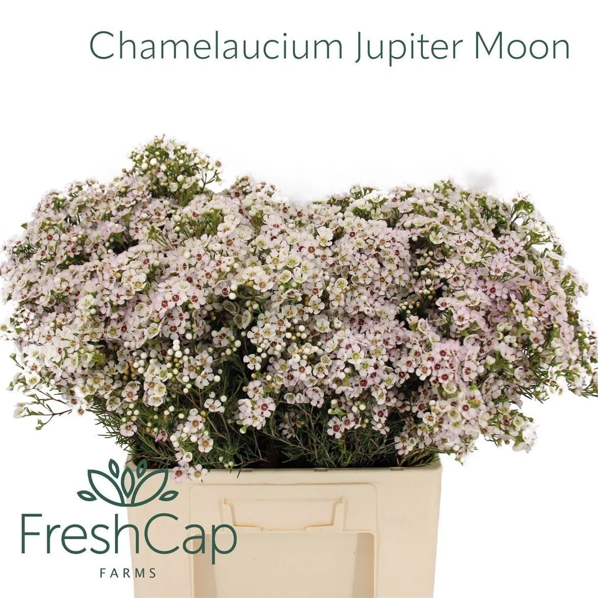 Chame Wax Jupiter Moon • 60 cm