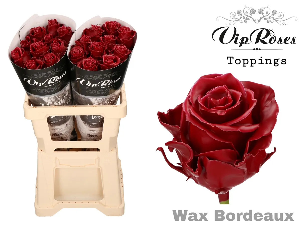 R Gr Wax Bordeaux (60cm) • 60 cm