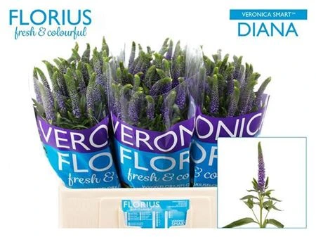 Veronica Diana X25 • 60 cm