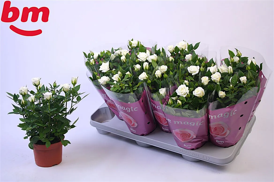 Rosa Jewel Wit • črepník 10,5 cm