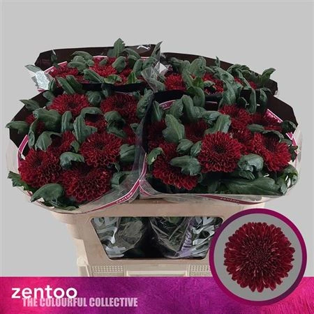 Chryzantéma veľkokvetá Parker Red • 70 cm