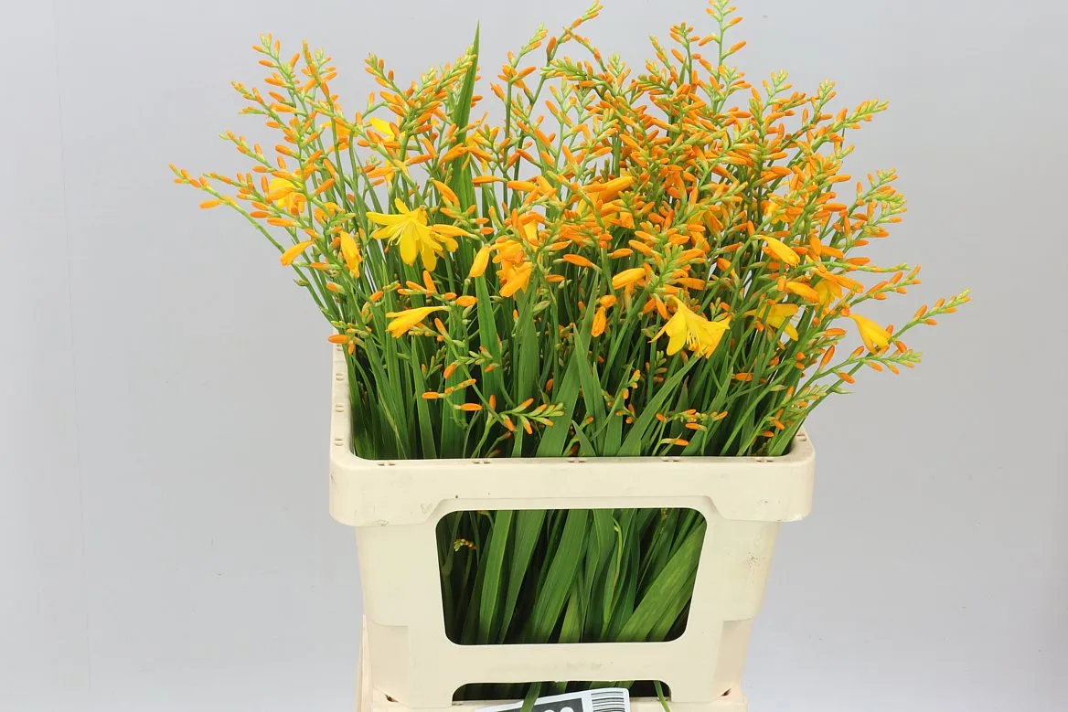 Crocosmia George Davidson • 58 cm