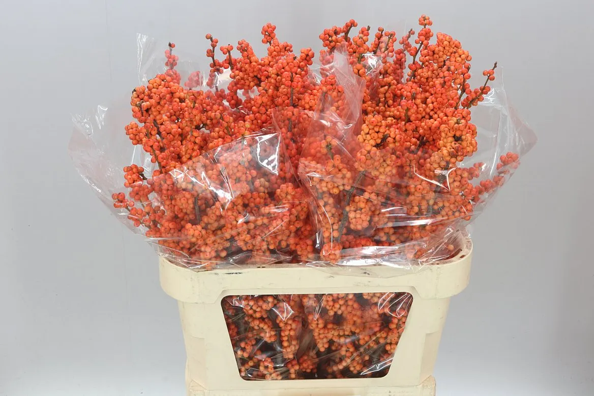 Ilex Winter Gold • 80 cm